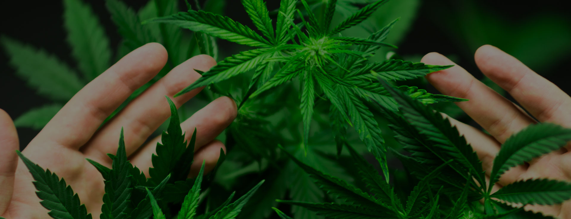 Tout savoir sur le cannabis